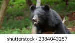 Endemic bear species in Taiwan, characterized by black fur.