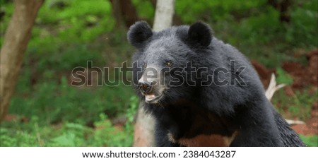 Endemic bear species in Taiwan, characterized by black fur.