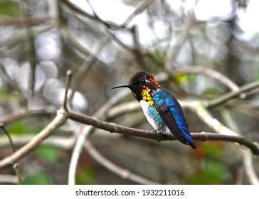 Endemic bee hummingbird (Mellisuga helenae) in Palpite, Cuba