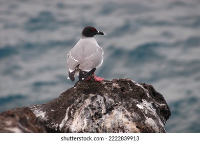 Endemic Bird Of The Galapagos Islands Ecuador, South America