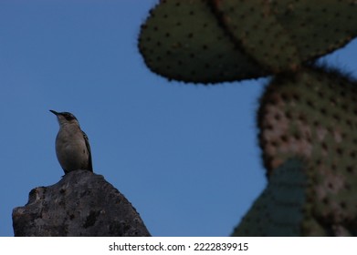 Endemic Bird Of The Galapagos Islands Ecuador, South America