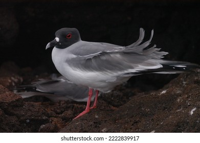 Endemic Bird Of The Galapagos Islands Ecuador, South America