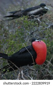 Endemic Bird Of The Galapagos Islands Ecuador, South America