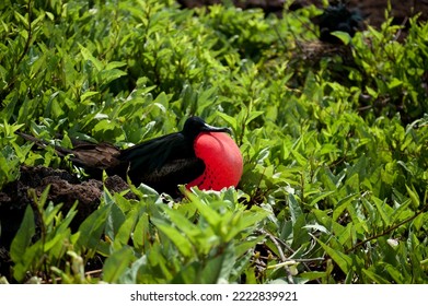 Endemic Bird Of The Galapagos Islands Ecuador, South America