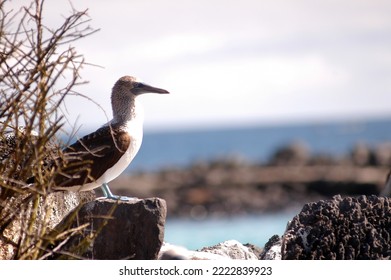 Endemic Bird Of The Galapagos Islands Ecuador, South America