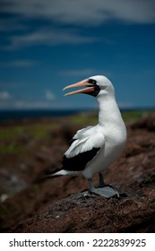 Endemic Bird Of The Galapagos Islands Ecuador, South America