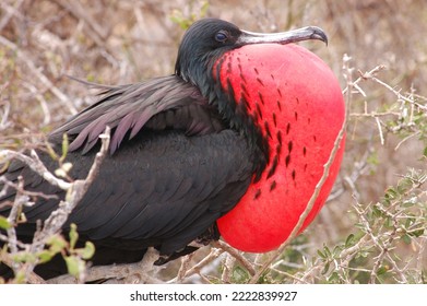 Endemic Bird Of The Galapagos Islands Ecuador, South America