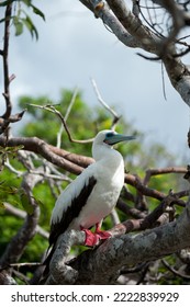 Endemic Bird Of The Galapagos Islands Ecuador, South America