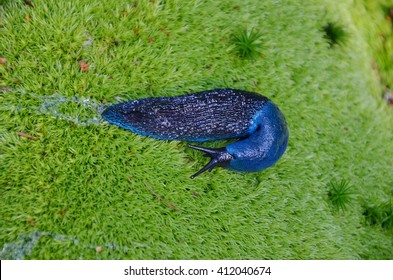 Endemic Carpathian Blue Slug Bielzia Coerulans Stock Photo (edit Now 