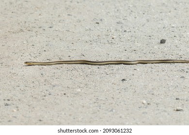 The Endemic Diablo Range Garter Snake Lying On The Ground