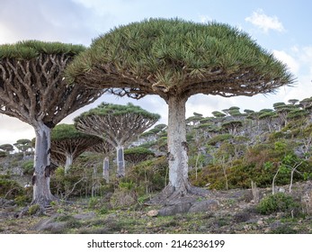 Endemic Dragon Blood Tree Forest In Arabian Desert In The Afternoon. Socotra, Yemen.