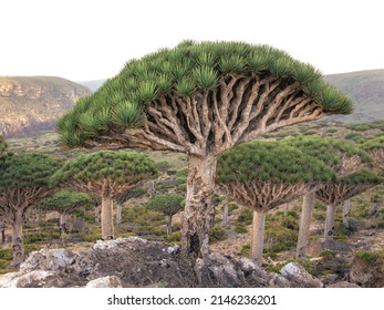 Endemic Dragon Blood Tree Forest In Arabian Desert. Socotra, Yemen.