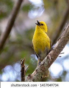 Endemic and endangered Yellowhead (Mohoua ochrocephala) in native forest in New Zealand. Singing male, seen from the front.