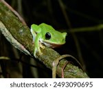 The endemic farmland green treefrog (Rhacophorus arvalis) lives in the secondary forest in central Taiwan.