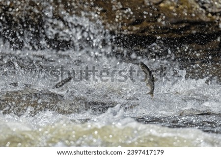 Endemic fish species living in Lake Van in Turkey. Chalcalburnus tarichi, Cyprinidae. A fish that jumps in the water.