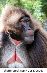 Endemic Gelada In The Ethiopian Highlands