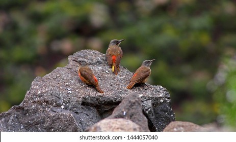 Endemic Ground Woodpecker (Geocolaptes Olivaceus) Family In The Drakensberg Mountains, South Africa