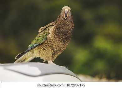 Endemic Kea Parrot Kea Point New Zealand Mount Cook Sanctuary