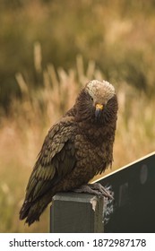 Endemic Kea Parrot Kea Point New Zealand Mount Cook Sanctuary