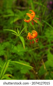 Endemic Lily Flower Of Kamchatka, Russia