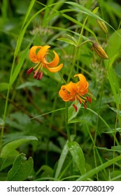 Endemic Lily Flower Of Kamchatka, Russia