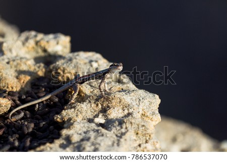 Endemic lizard of Serra da Capivara, Piaui, Brazil