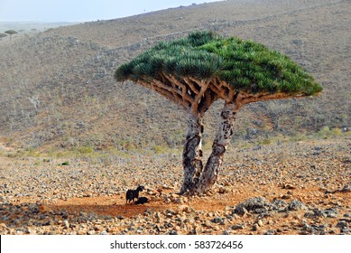 Dragon Blood Tree Yemen Images Stock Photos Vectors Shutterstock