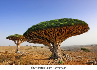Endemic Plant Dragon Blood Tree In The Island Socotra