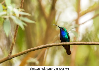 Endemic Santa Marta Sabrewing Sitting On Branch,hummingbird From Tropical Forest,Colombia,bird Perching,tiny Bird Resting In Rainforest,clear Colorful Background,nature,wildlife, Exotic Adventure Trip