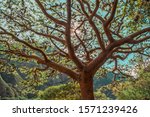 endemic tree of the chicamocha canyon CARATE BURSERA SIMARUBA WITH SUNBEAM BEHIND