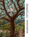 endemic tree of the chicamocha canyon CARATE BURSERA SIMARUBA WITH SUNBEAM BEHIND