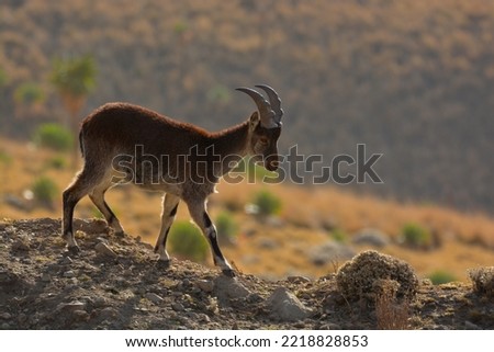 Endemic Walia Ibex, Simien Mountains National Park, Ethiopia, Africa  Stock photo © 
