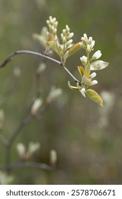 ender Spring Buds Beginning Bloom