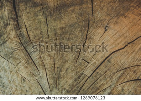 Endgrain of big log.