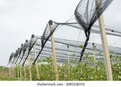 An ending of a anti hail net system showing how to properly tie knots in order to hold the system in place and protect crops from bad weather