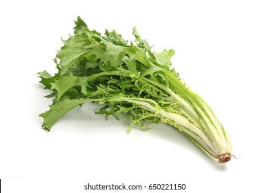 Endive  Isolated On White Background