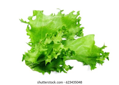 Endivia Salat Leaf (Cichorium Endivia) Isolated On The White Background