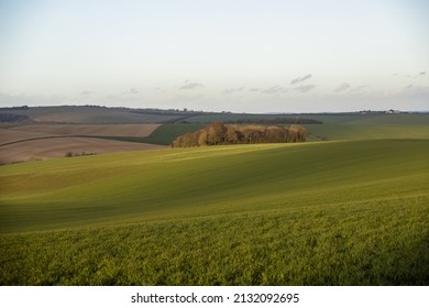 Endless big meadow with groves and clear cloudy sky in South Downs National Park, Brighton, UK