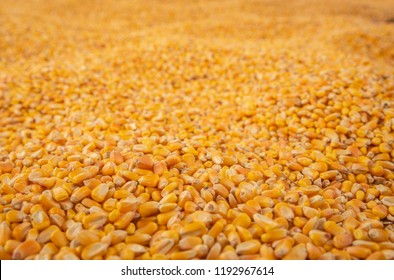 Endless Corn Kernel Harvest, Low Angle