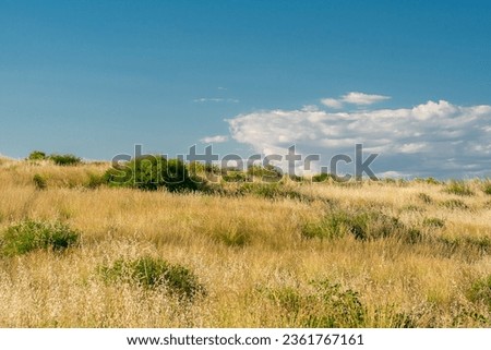 An endless field with dry tall grass and green bushes against the blue sky. Horizon of sky and wild meadow.