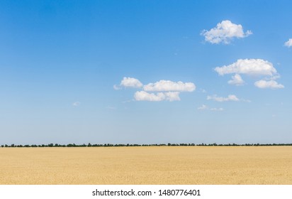 Endless fields of wheat and blue sky
