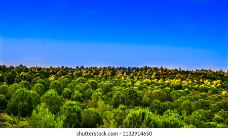 Endless Forests In Sunny Day With Perspective In Color. Pine Trees Photo From Drone Aerial Landscape, With Blue And Clear Sky. Beautiful View Of Countryside Over Blue Sky Background. Wallpaper.