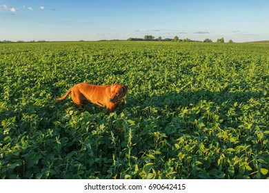 Endless green fields with blue sky in background. Rural place with ecological production of natural products.