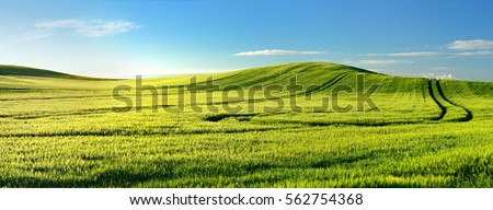 Endless Green Fields, Rolling Hills, Tractor Tracks, Spring Landscape under Blue Sky