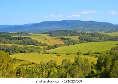 endless hills and yellow fields with haystacks - Shutterstock ID 1910227009