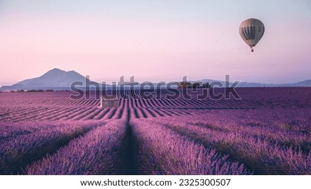 Endless lavender field in Provence