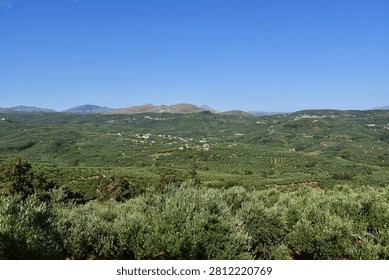 Endless olive trees blanket the rolling hills surrounding Ano Vouves, illustrating why western Crete has been one of the Mediterranean’s foremost olive-growing regions for millennia.