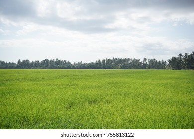 Endless of paddy fields.
