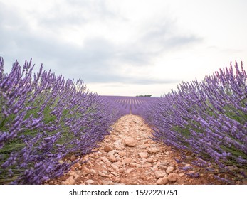 Endless rows of blooming lavender flowers in a scented field of Valensole village, Provence, France.