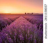 Endless rows of blooming lavender stretch toward the horizon under the warm glow of golden hour. Vibrant purple flowers create a peaceful countryside landscape bathed in soft sunset light. Ultra-realistic photorealistic nature scene with copy space, ideal for commercial stock photography, travel, agriculture, floral, wellness, and summer themes.